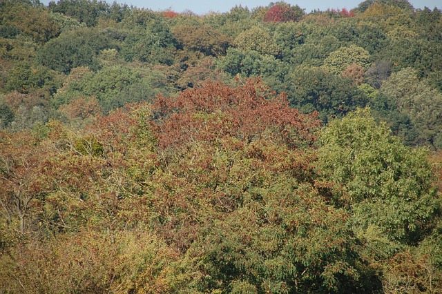 Val, Bomen, Woud, Natuur, Herfst