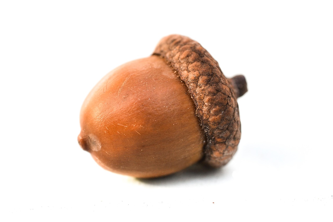 800 Free Acorn Nature Photos Pixabay