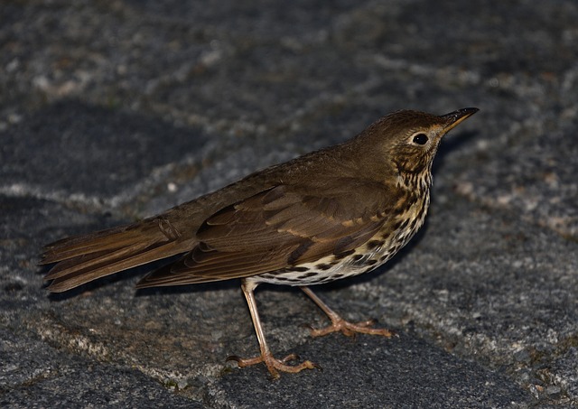 Free Bird Blackbird photo and picture