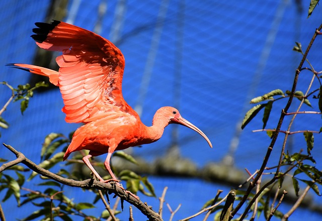 Free Ibis Eudocimus Ruber photo and picture