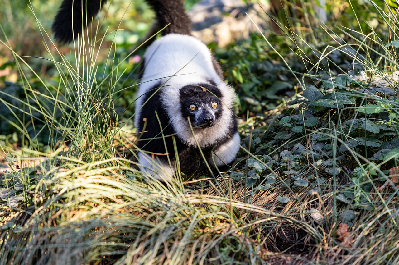 Lemur - free online jigsaw puzzle photo