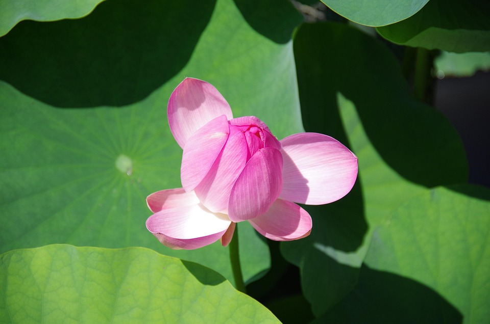 lotus-kukat-lampi-lootuksen-ilmainen-valokuva-pixabayssa-pixabay