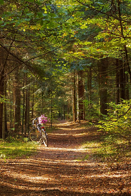 Wald, Weg, Der Pfad, Fahrrad, Herbst
