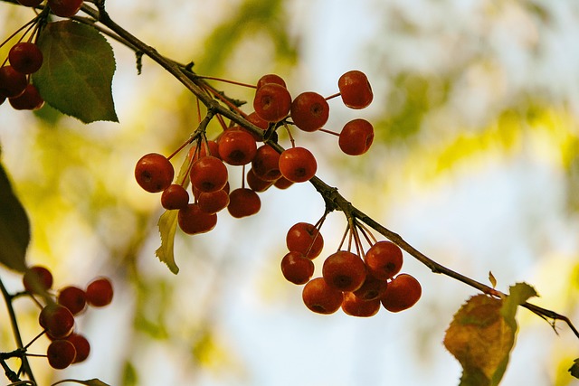 kindness, joy, beauty, nature, sun, sky, autumn, berries