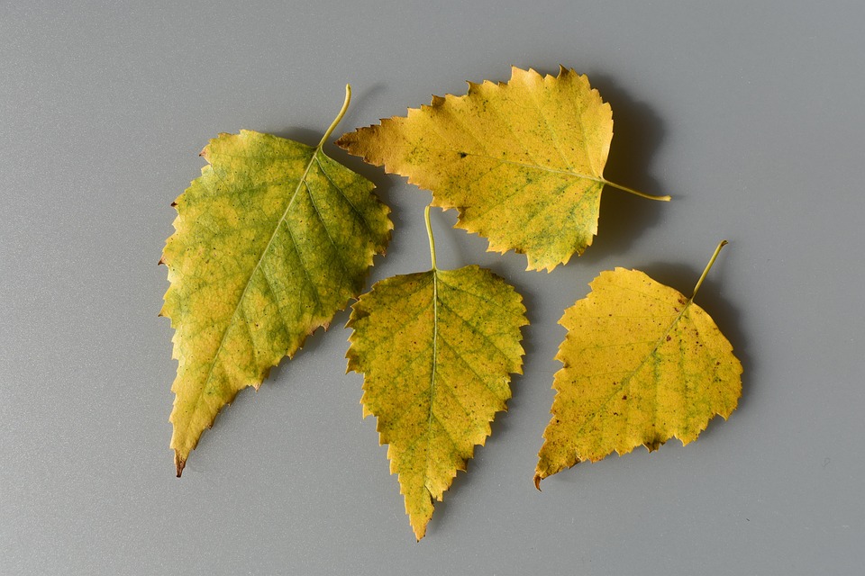 Feuilles Jaune Bouleau Photo gratuite sur Pixabay Pixabay