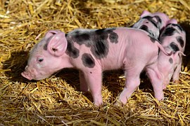 cochon-de-porc-abattoir-photo-gratuite-sur-pixabay