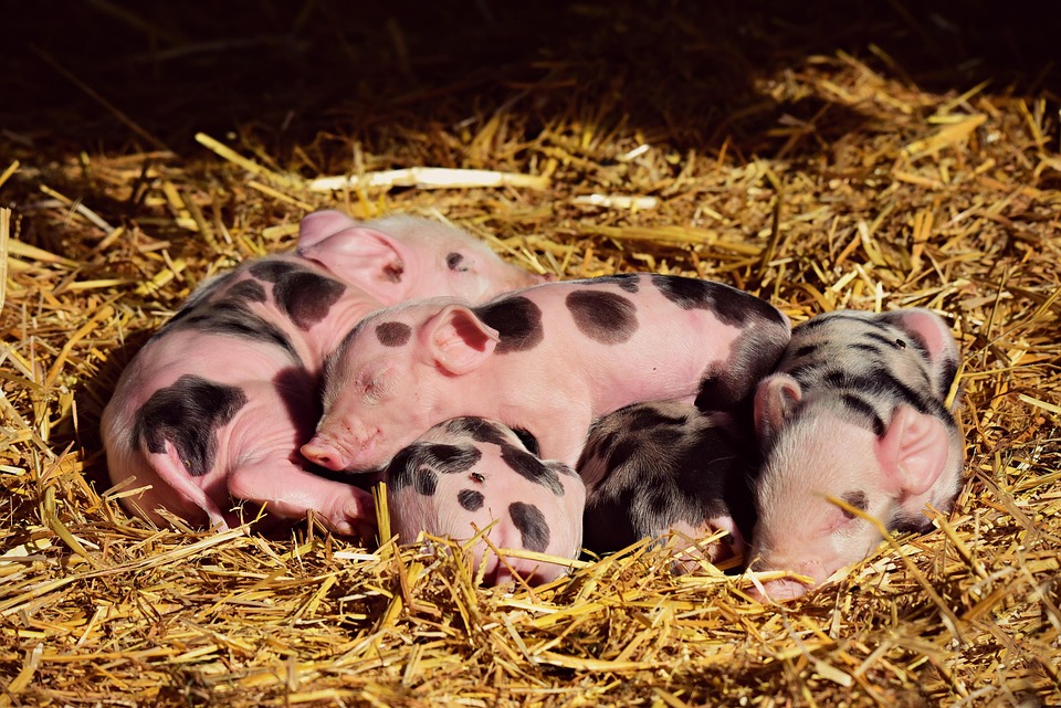 Ferkel, Schwein, Jung, Neu Geboren, Tier, Säugetier