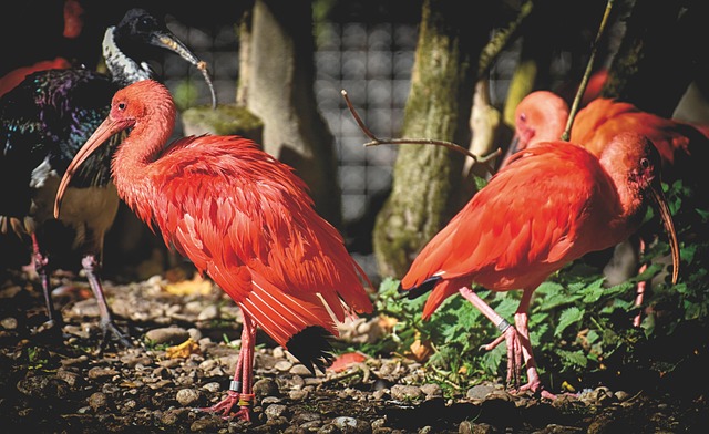 Free Ibis Eudocimus Ruber photo and picture