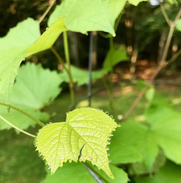 Free Grape Leaf In The Morning Dew photo and picture