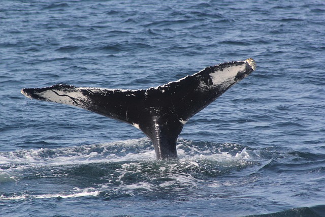 Free Whale Tail Fluke Shot photo and picture