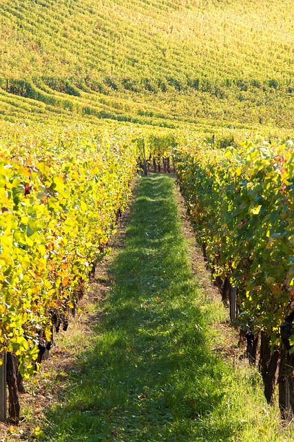 Vin, Vinstokke, Vingård, Alsace, Høst