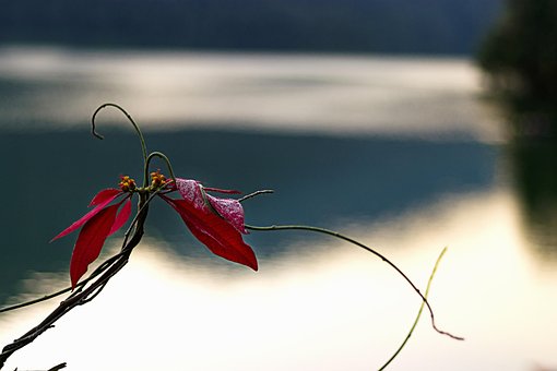 Free Flower Flower Wallpaper photo and picture