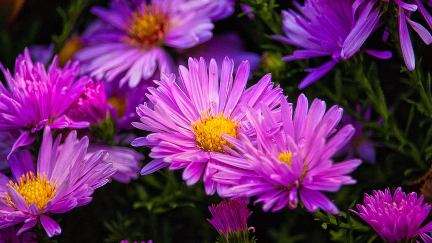 500+ Free Asters & Aster Photos - Pixabay