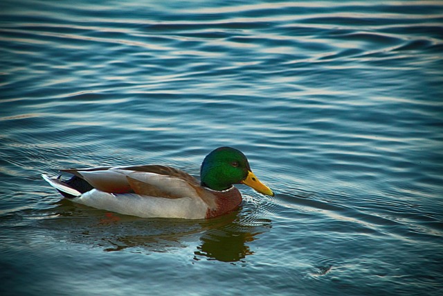 Free Duck Water photo and picture