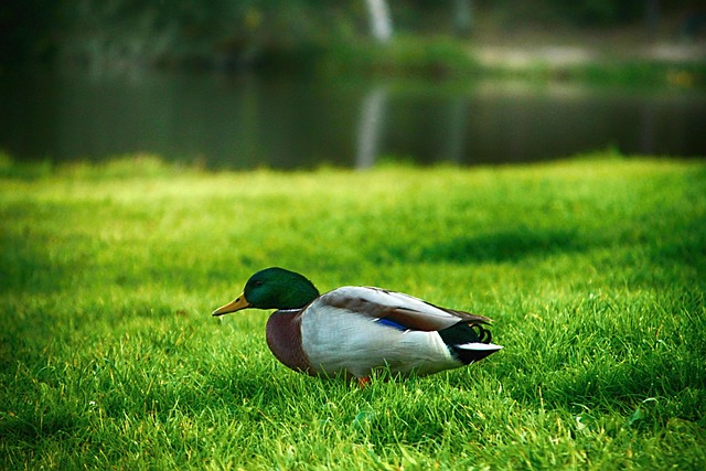 Free Duck Grass photo and picture