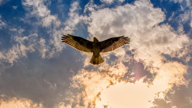 Free Buzzard Birds Of Prey photo and picture