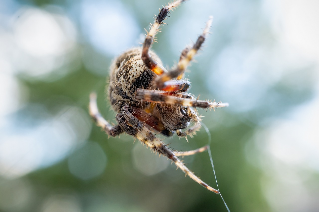 Araña Telaraña Macro - Foto gratis en Pixabay - Pixabay