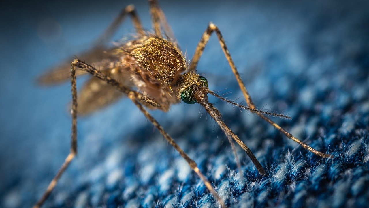 Plus De 500 Photos Gratuites De Moustique Et De Insecte Pixabay Plus De 500 Photos Gratuites De Moustique Et De Insecte Pixabay
