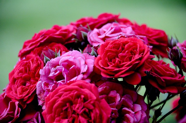 Free Rose Flower photo and picture