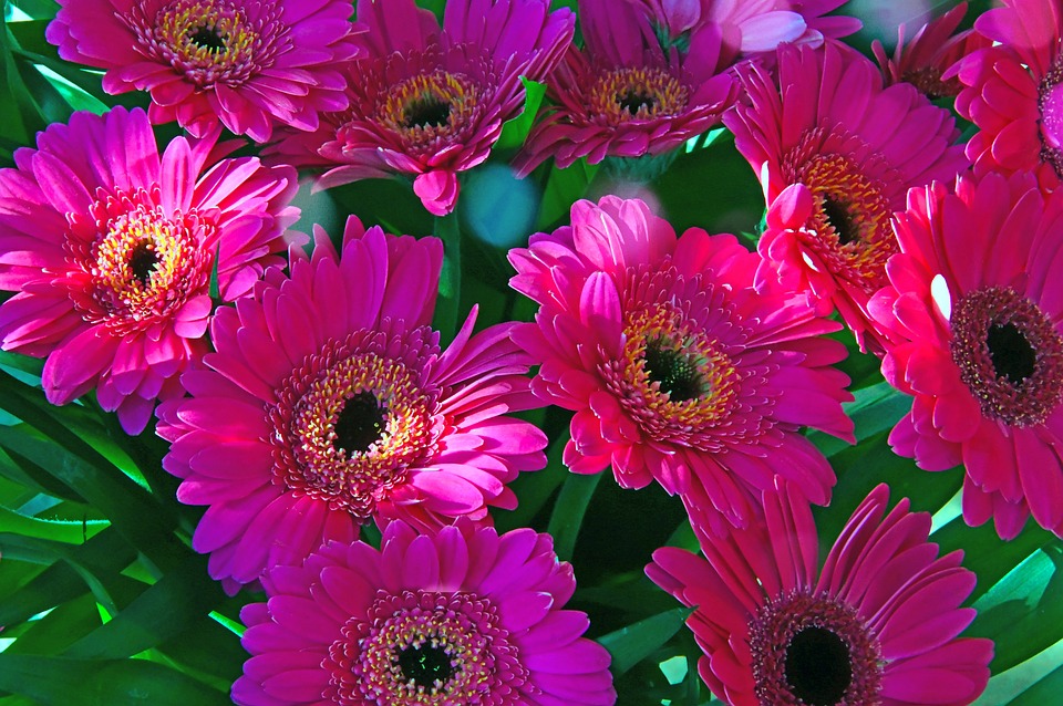 粉色 非洲菊 粉红色的花朵 - Pixabay上的免费照片 - Pixabay