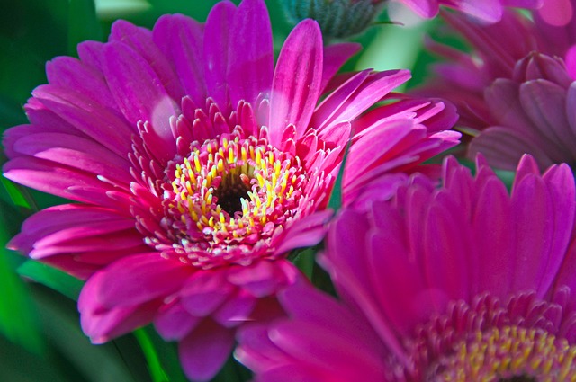 粉色 非洲菊 粉红色的花朵 - Pixabay上的免费照片 - Pixabay