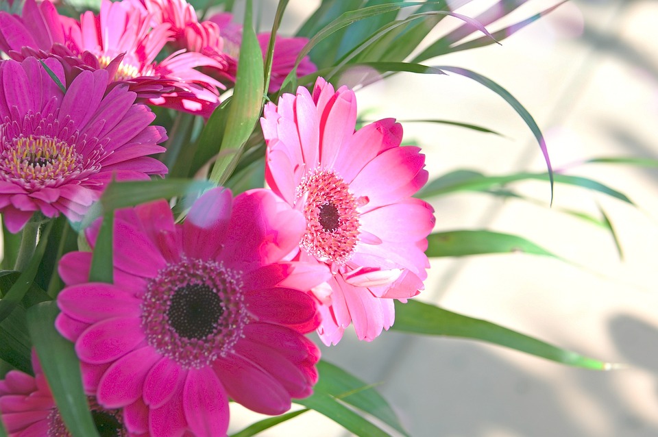 粉色 非洲菊 粉红色的花朵 - Pixabay上的免费照片 - Pixabay
