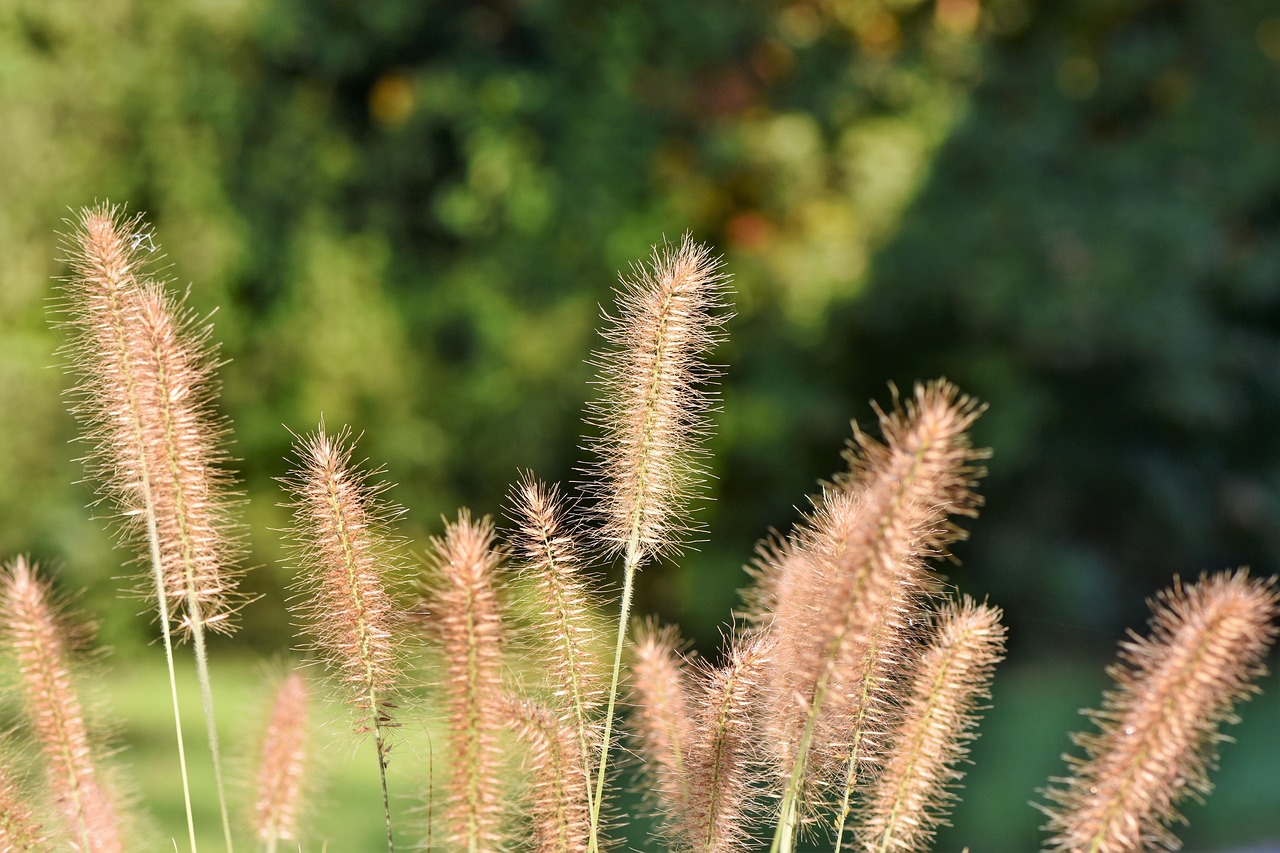 6,000+ Free Reeds & Nature Images - Pixabay