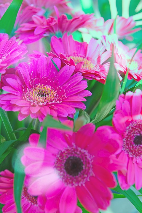 粉色 非洲菊 粉红色的花朵 - Pixabay上的免费照片 - Pixabay