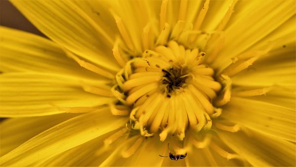Hormiga, Macro-Fotografía, Insecto