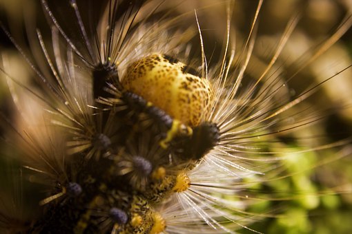 Oruga Gitana, Macrofotografía, Insecto