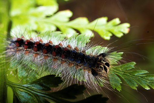 Oruga Gitana, Macrofotografía, Insecto