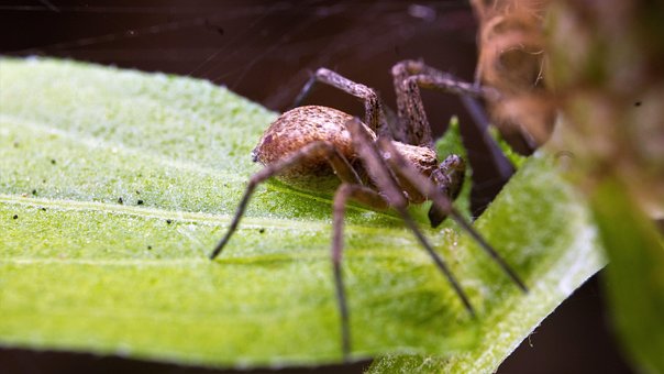 Araña, Macro-Fotografía, Insecto