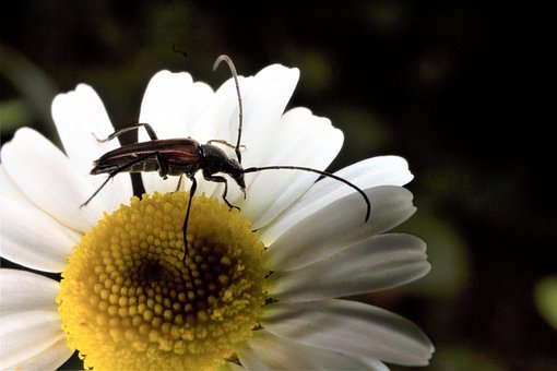 Stenurella Bifasciata, Macrofotografía