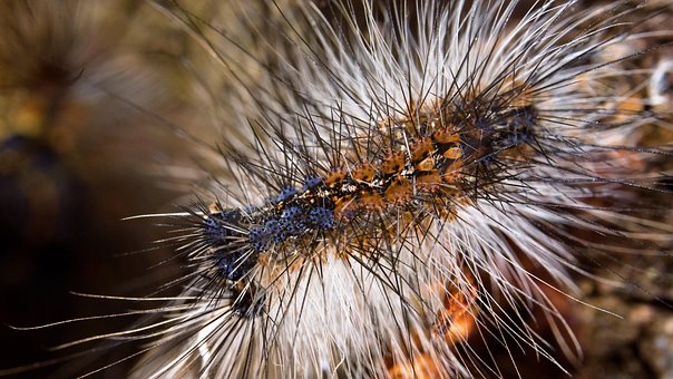 Oruga Gitana, Macrofotografía, Insecto