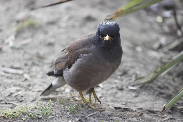 Free Bird Photography Outdoor photo and picture