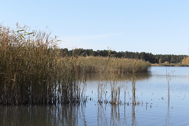 Free Beach Lake photo and picture