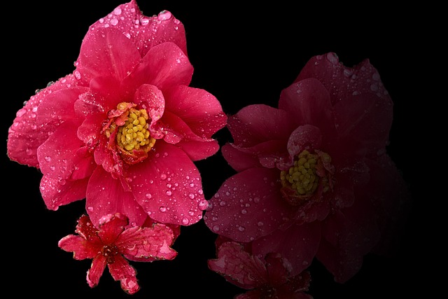 Free Blossom Bloom photo and picture