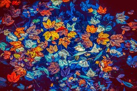 Fall Leaves, Water, Nature, Leaves
