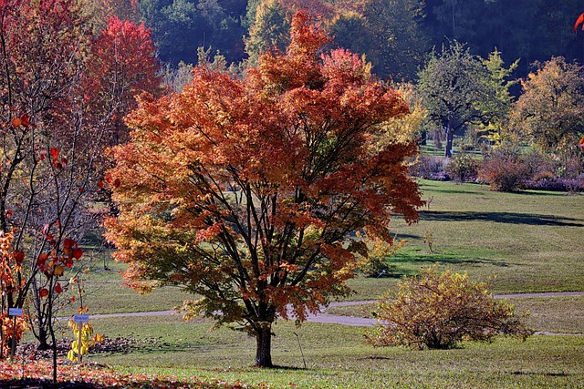 枫 落下 树叶着色 - Pixabay上的免费照片 - Pixabay