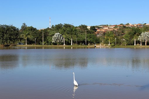 Free Lake Heron photo and picture
