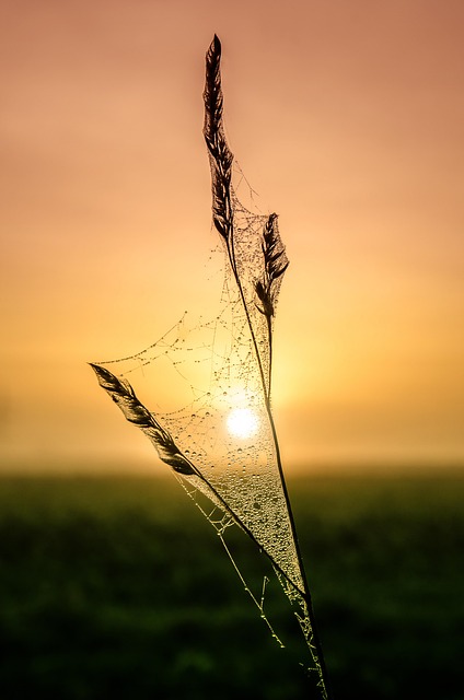 Free Sunrise Heaven photo and picture