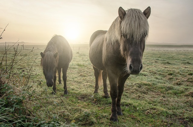 Free Horses Field photo and picture