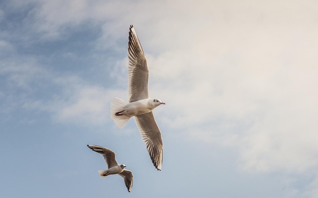 Free Seagulls Birds photo and picture