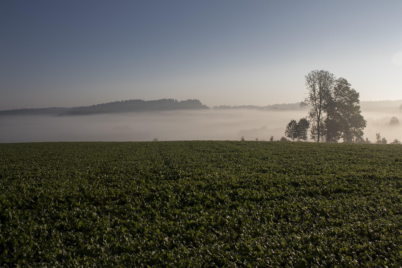 Morning Mood - free online jigsaw puzzle photo