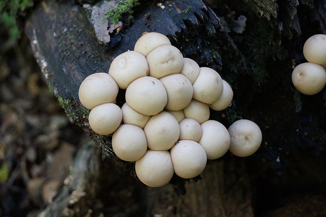 Free Fungus Woods photo and picture