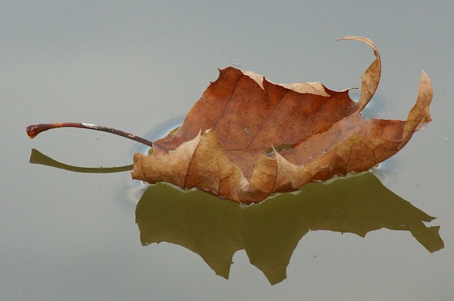 Free Leaf Water photo and picture