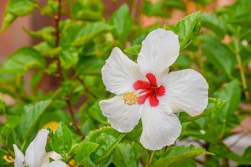Free Hibiscus White photo and picture