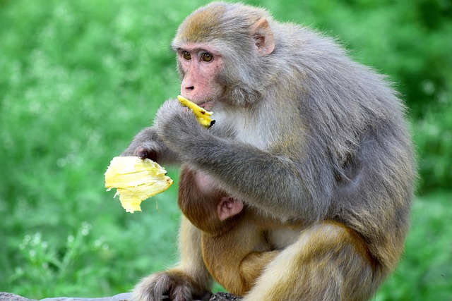 animal, monkey, portrait, zoo, gorilla, furry, mammal, nature, ape, chimpanzee, primates, creature, cute, family