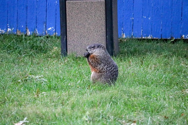 ground, nature, hog, animal, groundhog