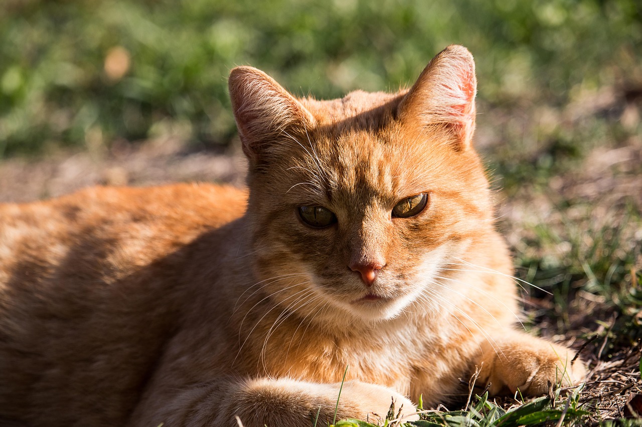Cat Domestic Animal - Free photo on Pixabay - Pixabay